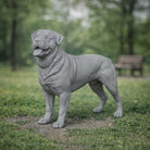 Powerful Rottweiler Dog | Resin Animal Accessory