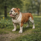 Stout English Bulldog Dog | Resin Animal Accessory