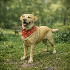 Labrador Dog | Resin Animal Accessory